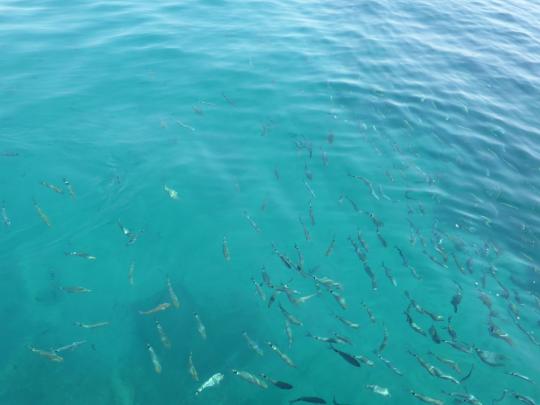 Ławice ryb w Adriatyku